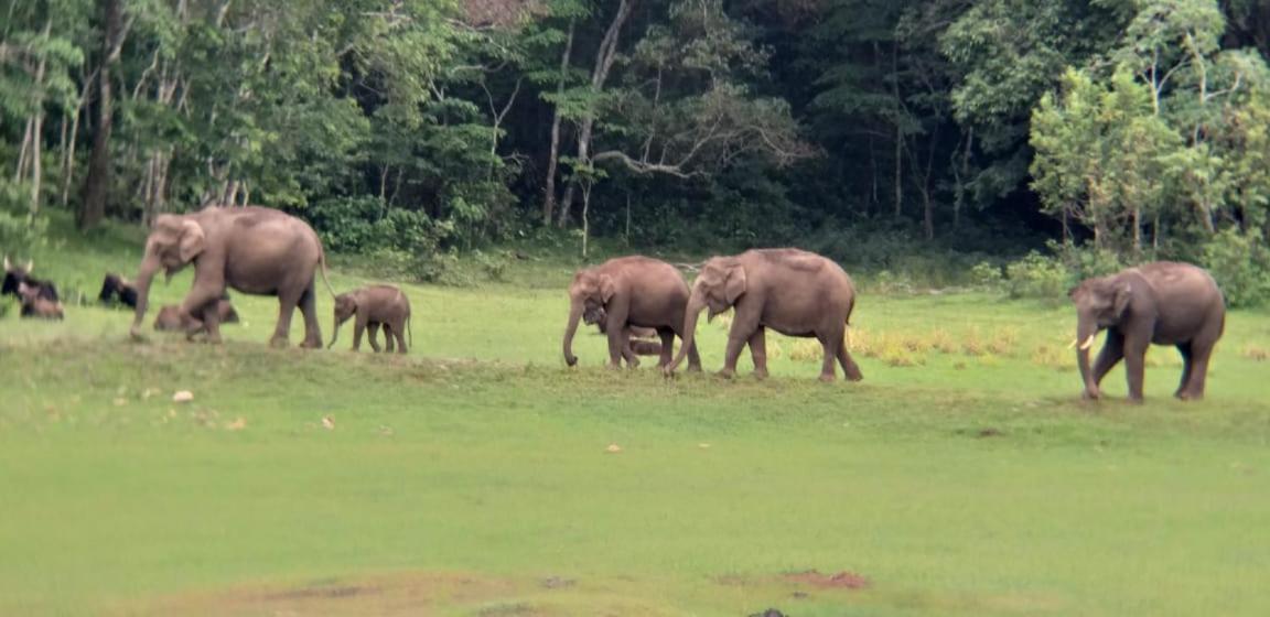 Aditi Thekkady Exterior foto